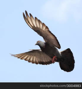 flying dove against beautiful sky