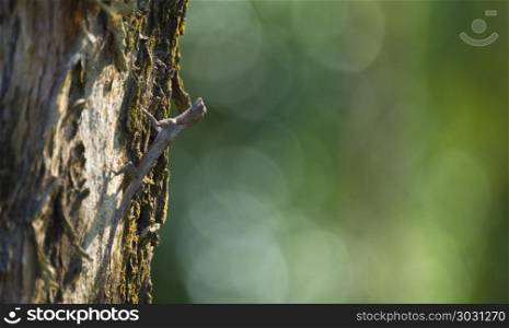 Flying dragon, Flying lizard on the tree at Khao Yai National Park, Thailand