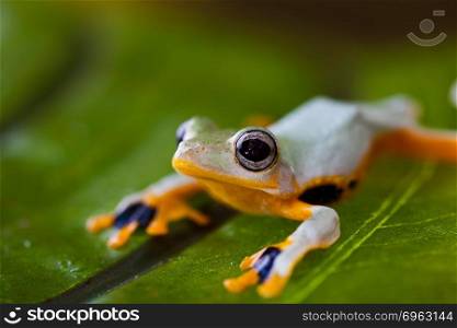 Flying Frog, Rhacophorus reinwardtii on colorful background