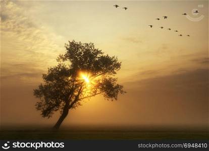 flying geese above a misty meadow while the sun rises behind a bended tree. flying geese above a misty meadow