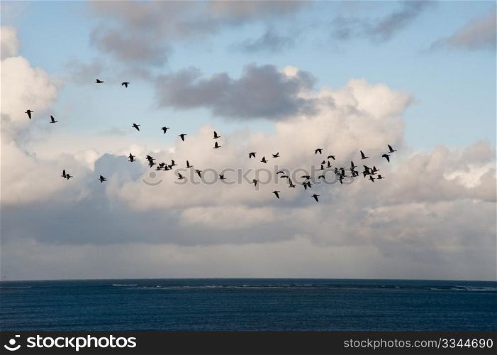 Flying geese on the isle of Islay, Scotland