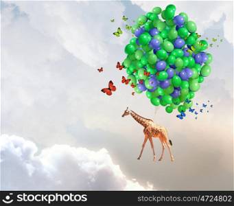 Flying giraffe. Giraffe flying high in sky on bunch of colorful balloons