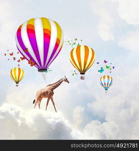 Flying giraffe. Sunny image of giraffe flying high in sky on aerostat