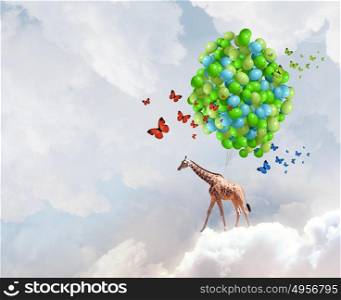 Flying giraffe. Sunny image of giraffe flying high in sky on aerostat