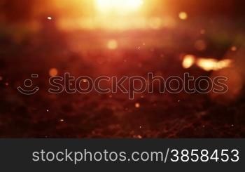 Flying gnats above ploughed earth, backlight
