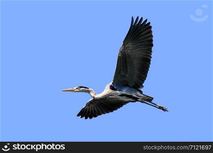 flying heron in front of blue sky