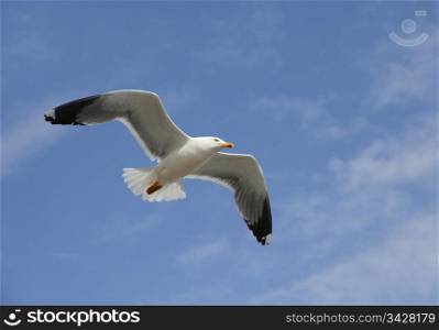 flying herring gull on a blue sky background. flying herring gull