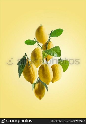Flying lemons with green leaves at yellow background. Levitation concept with citrus fruits. Front view.