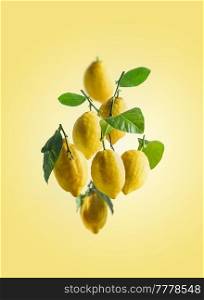 Flying lemons with green leaves at yellow background. Levitation concept with citrus fruits. Front view.