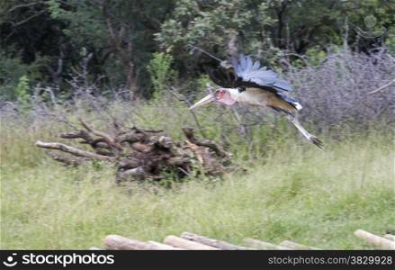 flying marabou in south africa