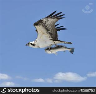 Flying Osprey Carrying A Fish In It&rsquo;s Talons