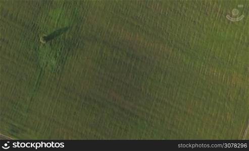 Flying over green plains and woods in Russia. Aerial nature scene in summer