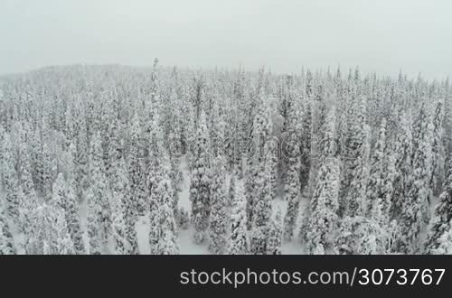Flying over high fur trees covered with fluffy snow. Winter scene with snowy woods
