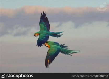 Flying parrots play happily in the sky.