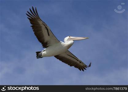 Flying pelican in the blue sky, victoria, Australia