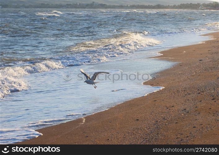 Flying sea gull and morning sandy beach with daybreak haze