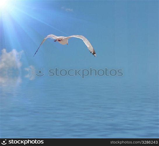 flying seagull against sky with clouds