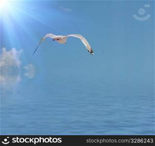 flying seagull against sky with clouds