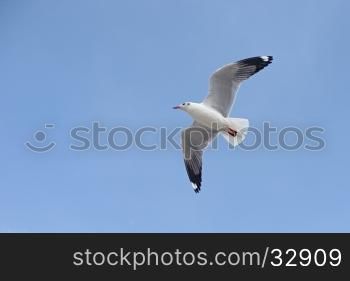 flying seagull bird on beautiful sky background