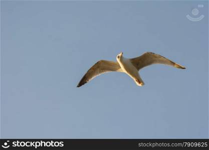 flying seagull in clear blue sky