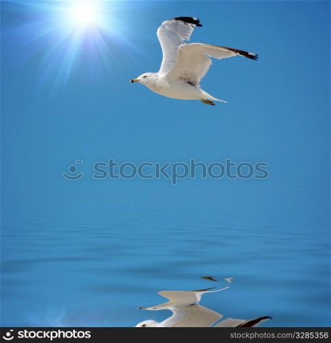 flying seagull in the clear sky