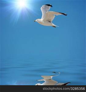 flying seagull in the clear sky