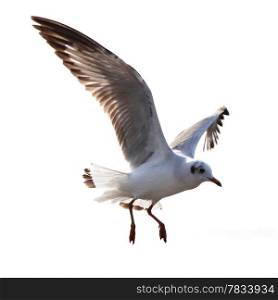 Flying seagull isolated on white background
