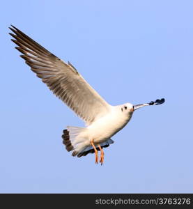 flying seagull on beautiful sky background