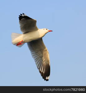 Flying seagull on beautiful sky background