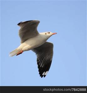 flying seagull on beautiful sky background