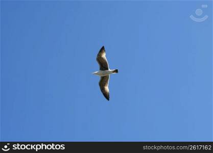 flying seagull sea bird view from below blue sky background
