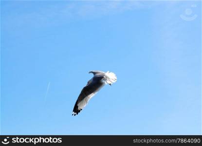 Flying seagull with outstretched wings against blue sky.