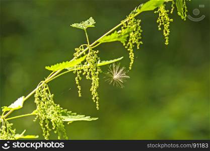flying seed on a stinging nettle