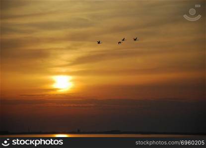 Flying swans by a beautiful sunset. Flying mute swans by a beautiful sunset at the swedish island Oland in the Baltic Sea
