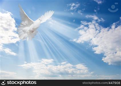 Flying white dove and bright sunbeams on the background of blue sky with fluffy light white clouds