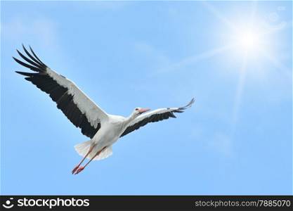 Flying White Stork sunlit