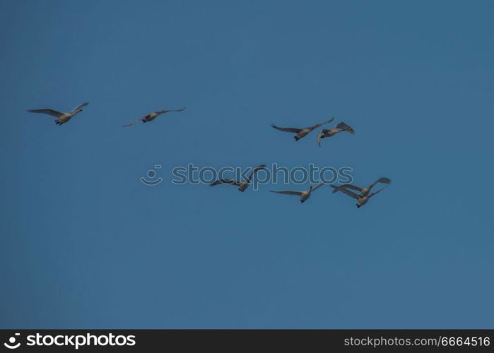 Flying white whooping swans swimming in the nonfreezing winter lake. The place of wintering of swans, Altay, Siberia, Russia.. Beautiful white whooping swans