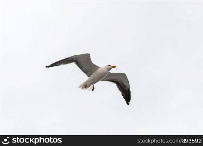 Flying white-winged gull with yellow beak on a background of white-grey sky.