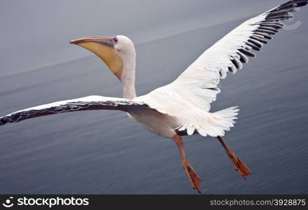 Flying with a Great White Pelican above Sandwich Bay on the coast of Namibia