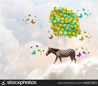 Flying zebra. Fantasy image of zebra flying in sky on bunch of colorful balloons