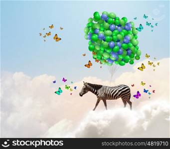 Flying zebra. Fantasy image of zebra flying in sky on bunch of colorful balloons