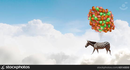 Flying zebra. Fantasy image of zebra flying in sky on bunch of colorful balloons