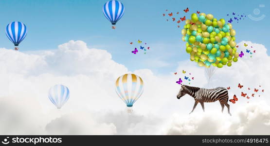 Flying zebra. Fantasy image of zebra flying in sky on bunch of colorful balloons