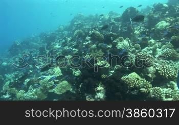 Fnsiliere (Caesionidae) Fischschwarm am Korallenriff
