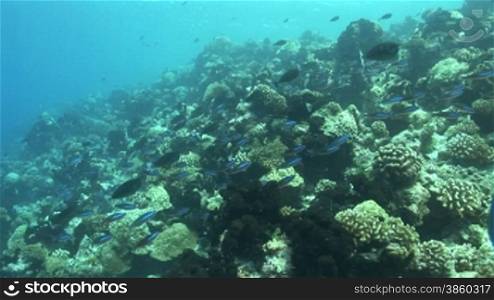 Fnsiliere (Caesionidae) Fischschwarm am Korallenriff