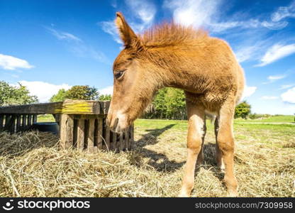 Foal eating hay at a farm in the summer under a blue sky in rural environment