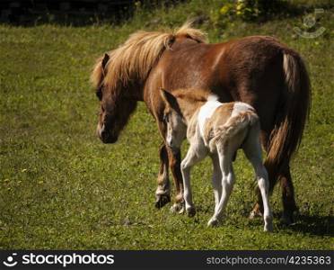 foal-mare. Mare and foal in a meadow