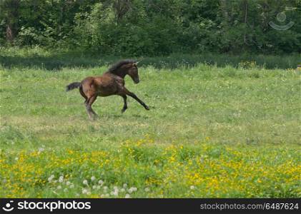 Foal run on a spring pasture. Foal on a spring pasture
