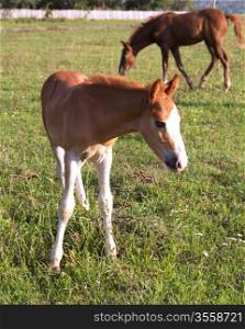 Foal with mare on summer field background