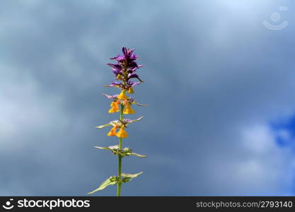 foalfoot on cloudy background